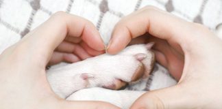 gestione-estiva-zampe-e-cute