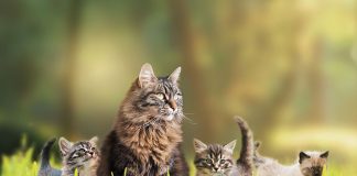 Socializzazione-dei-gattini