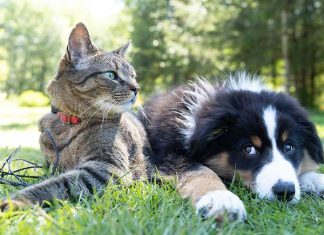 Guida all’assicurazione per il cane e altri animali domestici santevet-assicurazione-cane