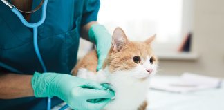 Tosse-e-bronchite-del-cane-e-gatto