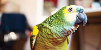 Pappagallo-veterinario-aviario