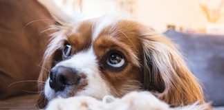 comunicare-con-il-cane