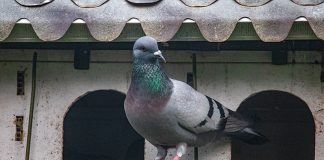 Animali-nella-storia