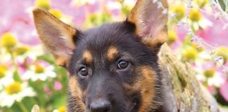 Prima-di-prendere-un-cane