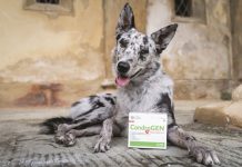 Cani sportivi o molto attivi cani-sportivi-molto-attivi-innovet