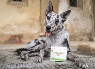 Cani sportivi o molto attivi cani-sportivi-molto-attivi-innovet