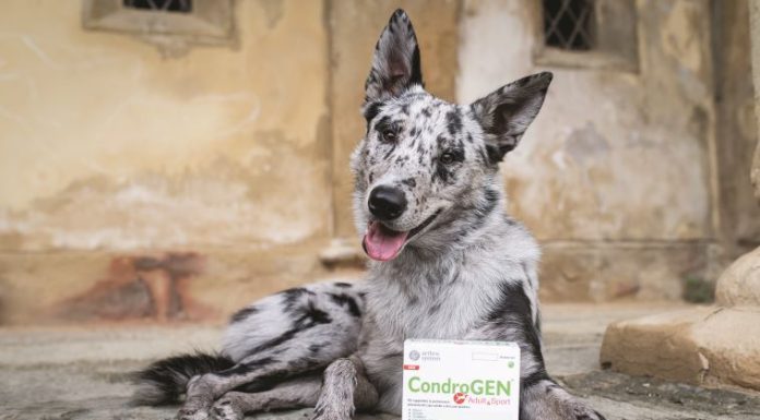 cani-sportivi-molto-attivi-innovet