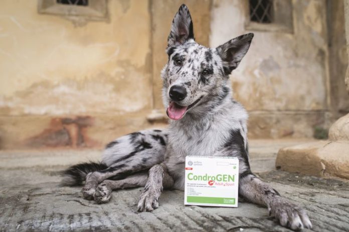 cani-sportivi-molto-attivi-innovet