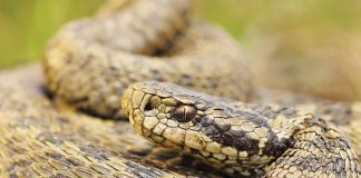 Il-morso-della-vipera
