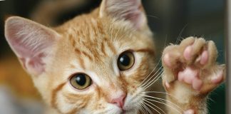 Cibo-umido-per-gatti