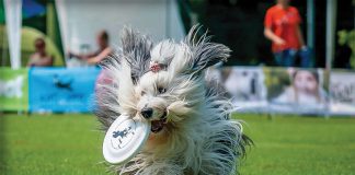 old-sheepdog-english