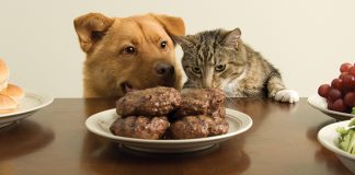 cani-e-gatti-alimenti-cotti-o-crudi
