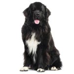 iStock-823771704-terranova-adulto