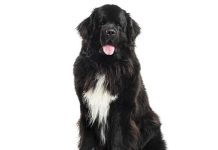Il cane Terranova iStock-823771704-terranova-adulto