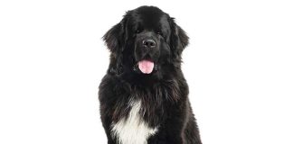 iStock-823771704-terranova-adulto
