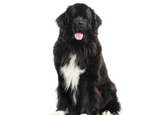 iStock-823771704-terranova-adulto