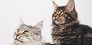cosa-fare-quando-arriva-un'altro-gatto