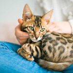 iStock-1394417439-gatto-bengala-coccole-attenzioni
