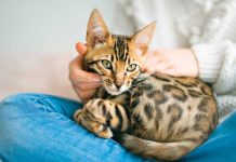 Gatto Bengala iStock-1394417439-gatto-bengala-coccole-attenzioni