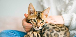iStock-1394417439-gatto-bengala-coccole-attenzioni