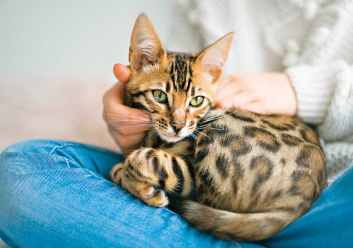 iStock-1394417439-gatto-bengala-coccole-attenzioni