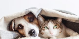 paure-frequenti-nei-pet