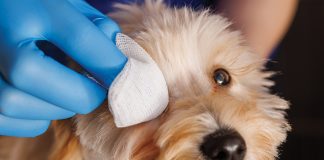 patologie-oculistiche-cane-e-gatto