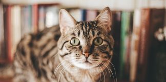 gatti-sterilizzati-benessere-renale