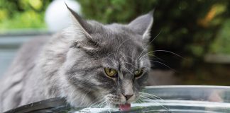 Gatto-fabbisogno-di-acqua