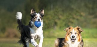 palla-ruga-palla-riga-bamapet