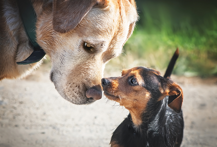 due cani che si annusano
