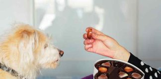 cibi-vieteti-ai-cani