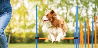 Attività-fisica-ideale-per-il-tuo-cane