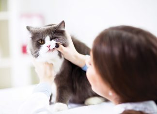 Prevenzione-Dentale-nei-pet