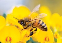 Il-ruolo-delle-api-nel-nostro-ecosistema