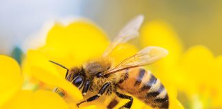 Il-ruolo-delle-api-nel-nostro-ecosistema