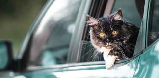 viaggiare-con-il-proprio-gatto