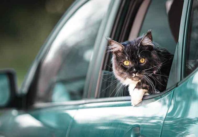 iStock-1331108673-viaggiare-con-il-gatto viaggiare-con-il-proprio-gatto