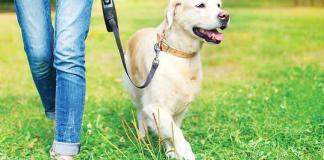 passeggiata-con-il-cane-a-guinzaglio