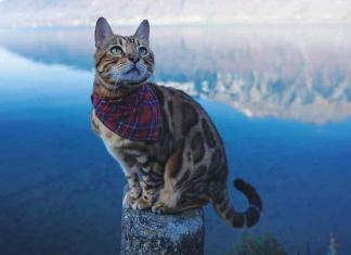 Intervista a Thebengalalex Intervista-a-Thebengalalex