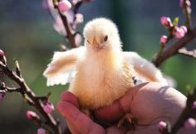 La stagione dei pulcini pulcino-autonomia-primavera-nascita