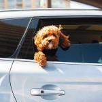 Come-trasortare-animali-in-auto