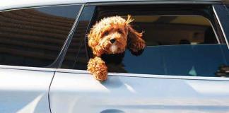 Come-trasortare-animali-in-auto