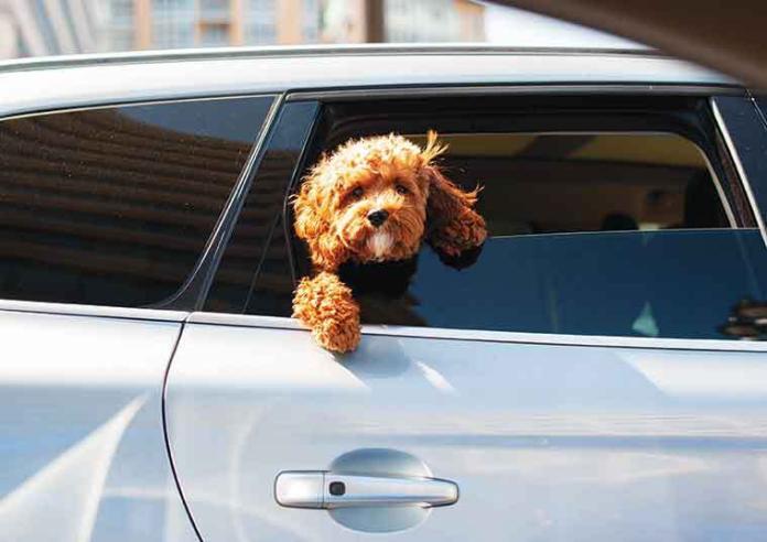 barboncino-auto-viaggio-estate Come-trasortare-animali-in-auto