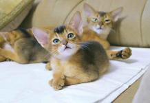 cassetta-igienica-del-gatto