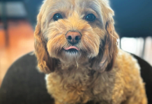 Il cane ibrido come nascono nuove razze Il-cane-ibrido-nuove-razze