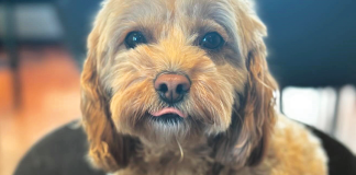Il-cane-ibrido-nuove-razze