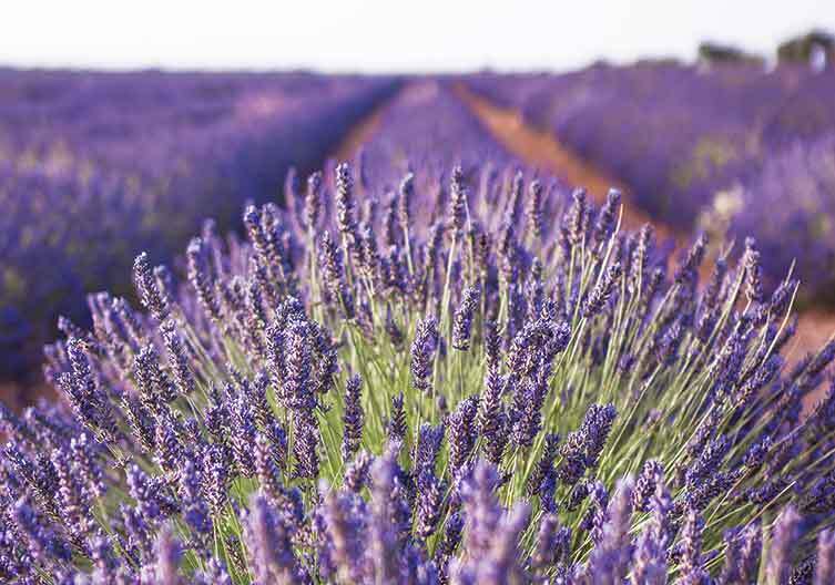 Campo di fiori lavanda