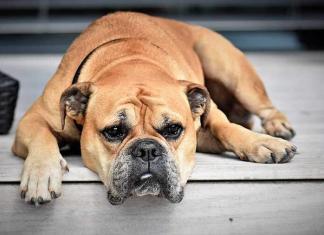 Caldo: a grave rischio cani obesi e con patologie