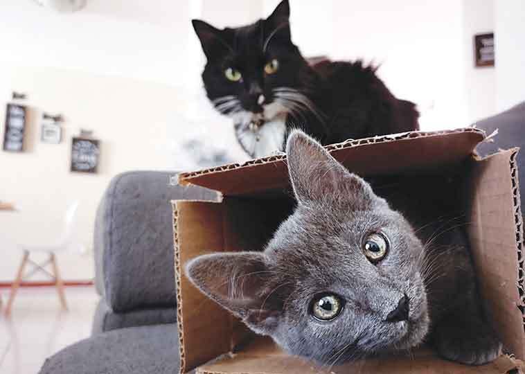 due gatti uno sopra e l'altro dentro una scatola